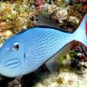 ReefWithCare