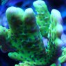 ReefJesus
