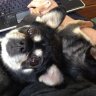 Taschi
