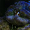 ReefingMadness115