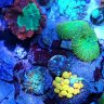 Reef Guy Ronnie