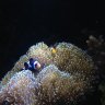 REEF GARNER