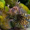 fishlife4life