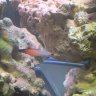 fishinthewall