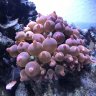 Clownreef