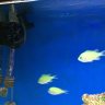 Bluechromis96