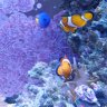AC.Reef.801