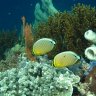 Narcosis
