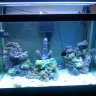 reef pimp