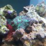 coralosity351