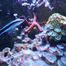 FISHYLove