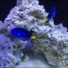 RDFISH