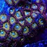 Greenland Yc