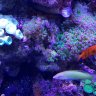 dfordiani