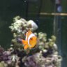 Nemo-man