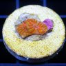 Slick Reef