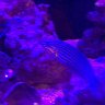 Reef2187