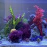 SMSREEF