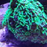 reeferluke