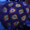 Sr5_Reef