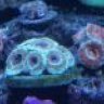 deep sea