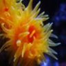 VOODOO REEF