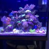 Ricksreef1