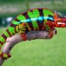 ChameleonCoral0279