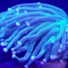Saltwater moe
