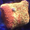 Morgrowsigntuarecoral