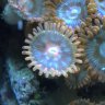 Chris'coral