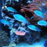 Christopher chromis