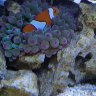 Mr New Saltwater