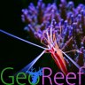 GeoReef Corals