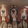 BassetsOnly