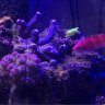 wrasseman_joe