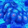reefrus
