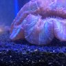 FLAKEYReefLife710