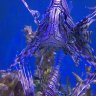 Reef Newbie