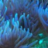 LAFANBLUE