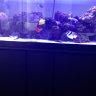 Reef Ryder