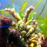 StrangeReef