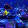 Gastonreef