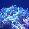 All Aquaria