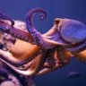 purpleoctopus