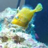Forensic Filefish