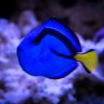 Rory's Reef