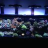 clownfish74