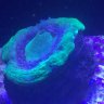 ReefMD