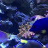Saltwater junky